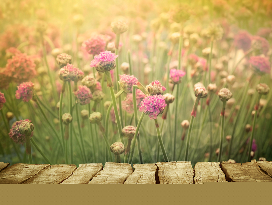 Herbal Medicine Doctor Herbalist Nutritional Therapist London